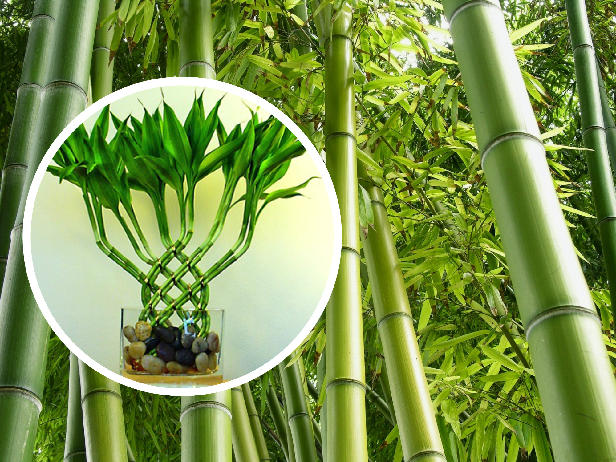 как выращивать бамбук