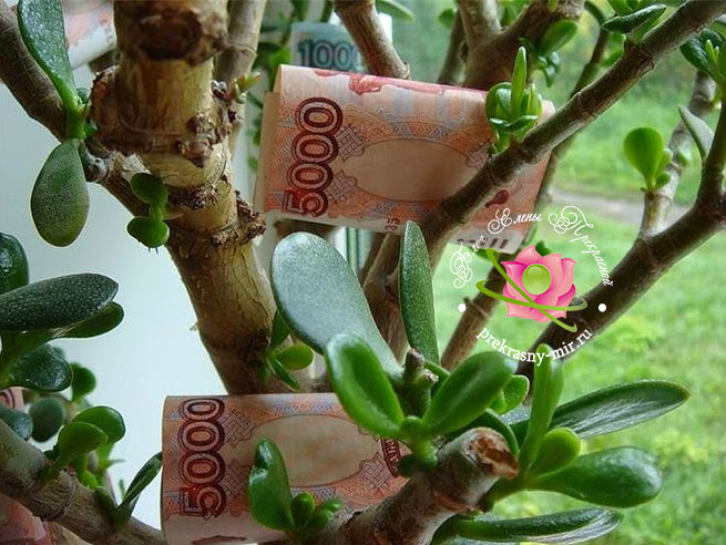 как активировать денежное дерево
