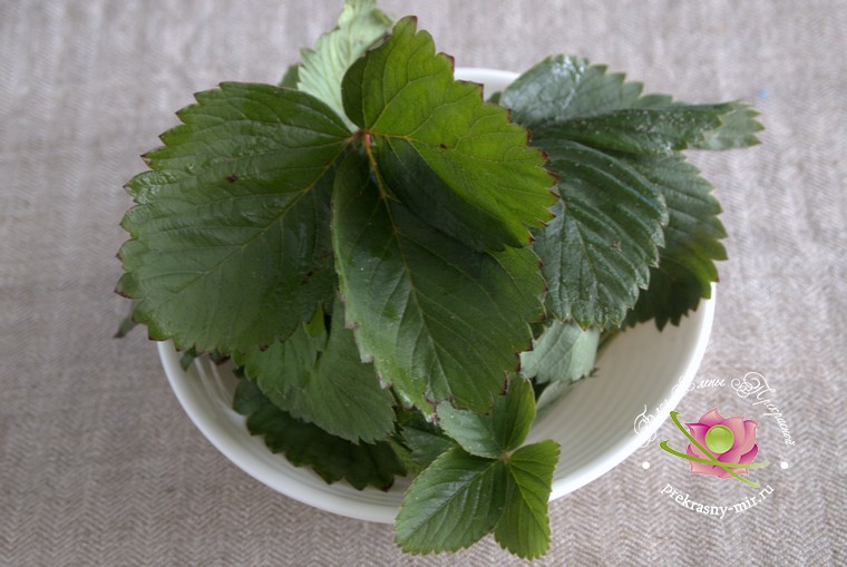 Польза ферментированного чая из листьев клубники
