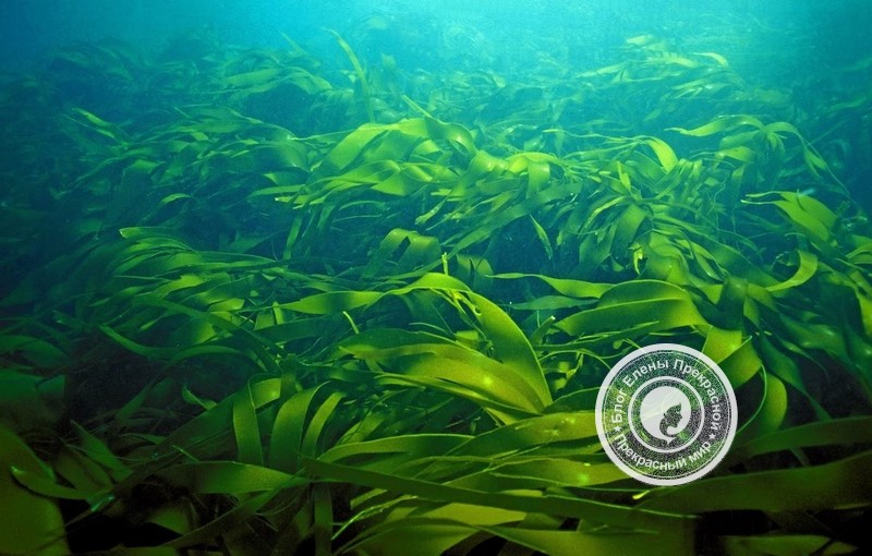 Морские водоросли в таблетках польза и вред thumbnail